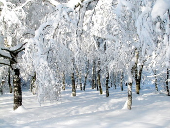 Enchanted forest / ***