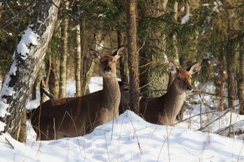 Pashkevich68 / Pashkevich68