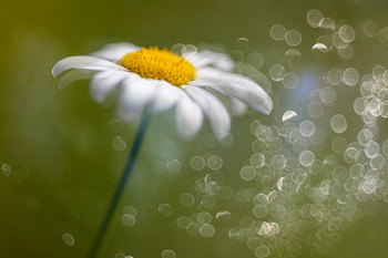 Fantasy with chamomile... / 2020