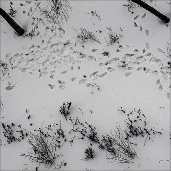 Winter 2 / ***