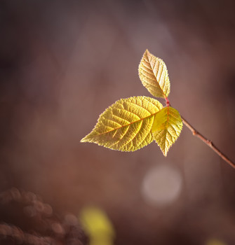 Yellow Fall / ***