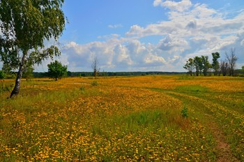 Wildflowers / ***