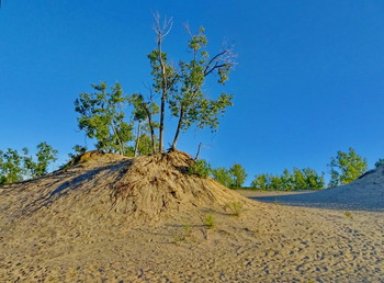 Pappel / Sandbanks Provincial Park, Ontario, Canada
