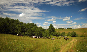 Durch grasen auf der Wiese ... / ***