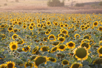 Children of the Sun / ***
