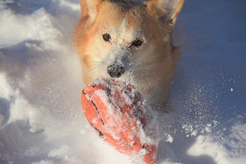favorite toy / ***