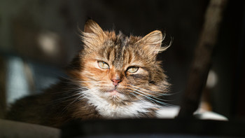  / Martha the cat