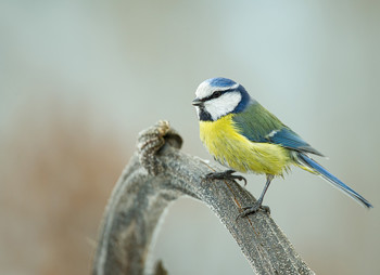 Blaumeise / .....