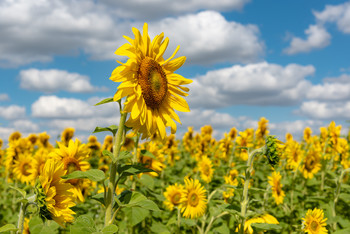Mit der Sonne / ...