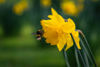 Abejorro haciendo su labor. / Se nota la cercanía de la primavera.
