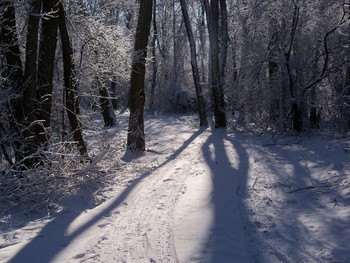 Winter morning / ***