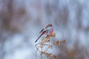 &nbsp; / https://www.youtube.com/watch?v=1qsgBF7ZIsk