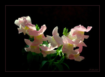 Blume Stimmung / [img]https://i.imgur.com/l76yNah.jpg[/img]