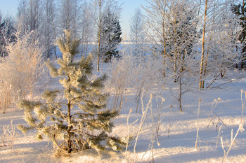 Rime / ***