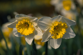 Mejor por parejas. / Recorrido fotográfico por el jardín.