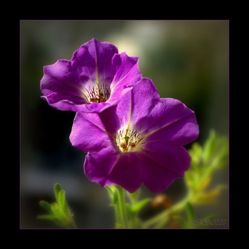 Blume Stimmung / [img]h[img]https://i.imgur.com/jHDHtYj.jpg[/img]ttps://i.imgur.com/ypxdGHh.jpg[/img][img]https://i.imgur.com/hsuNOrk.jpg[/img]