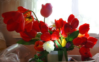 Tulpen / ***