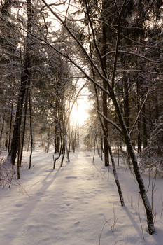 Morning in the forest / ***