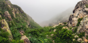 Foggy Hohl / ***