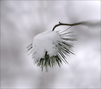 Hedgehog / ***