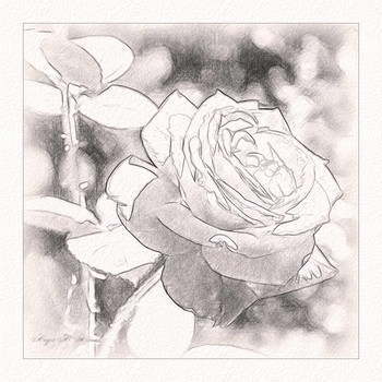 Rose / ***