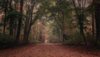 in the park / ***