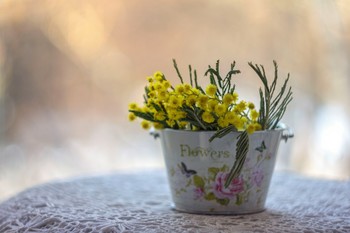 Mimose / ***