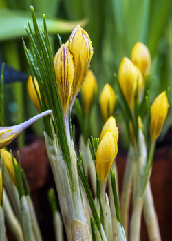 Krokusse / ***