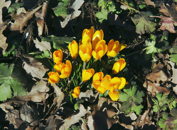 Spring flowers / ***