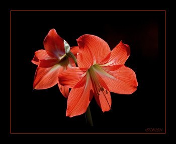 Blume Stimmung / [img]https://i.imgur.com/PkZ8ueo.jpg[/img]