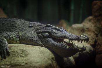 crocodile / ***
