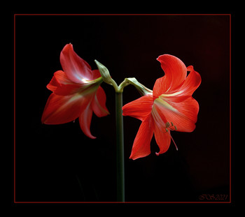 Blume Stimmung / [img]https://i.imgur.com/NywDhUT.jpg[/img]
 [img]https://i.imgur.com/7Bi2sEI.jpg[/img]
 [img]https://i.imgur.com/bzB6TRi.jpg[/img]
 [img]https://i.imgur.com/aDfBO0O.jpg[/img]