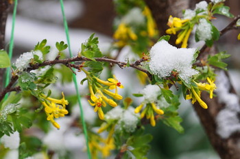 Schwarze Johannisbeere / ***