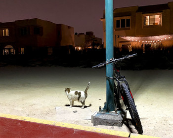 &nbsp; / Dubai