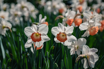Narcisos en el jardín. / Paseo fotográfico en el jardín.