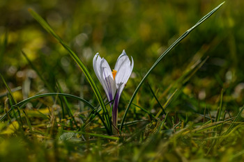 Crocus / ***