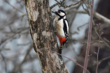 Woodpecker / ***