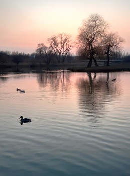 Evening calm / ***