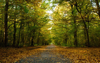 No people / Bojcin woods near city of Belgrade with no people in sight. Image captured with Nikon D5600 and 18-105mm kit lens.