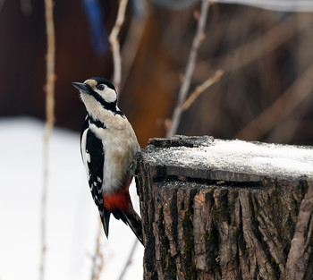 Woodpecker / ***