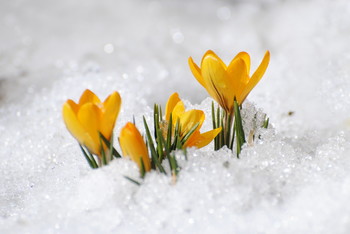 New Life / ***
