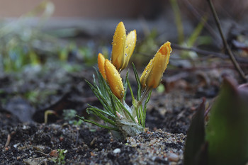 New Life / ***