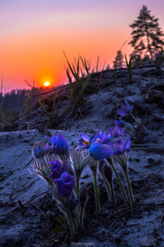 May evening / ...