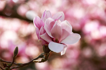 New Life / ***