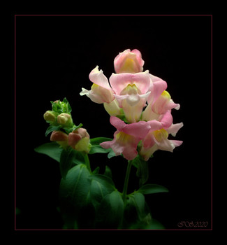 Blume Stimmung / [img]https://i.imgur.com/Rf7M74h.jpg[/img]
 [img]https://i.imgur.com/QdAatvR.jpg[/img]