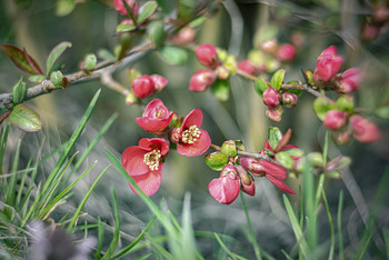 Spring / ***