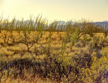 Dusk / ***