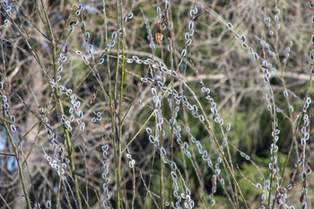 Der Frühling kommt / ***