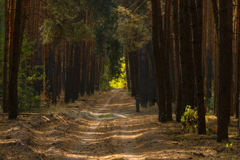 Forest ... / .....
