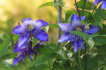 Klimatis / ***